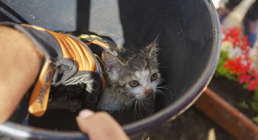 Állati hősiesség: bajba jutott macskát mentettek a kisteleki tűzoltók