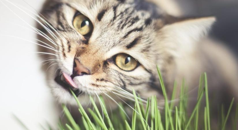 Miért eszik füvet a macska? Ez lehet rá az oka