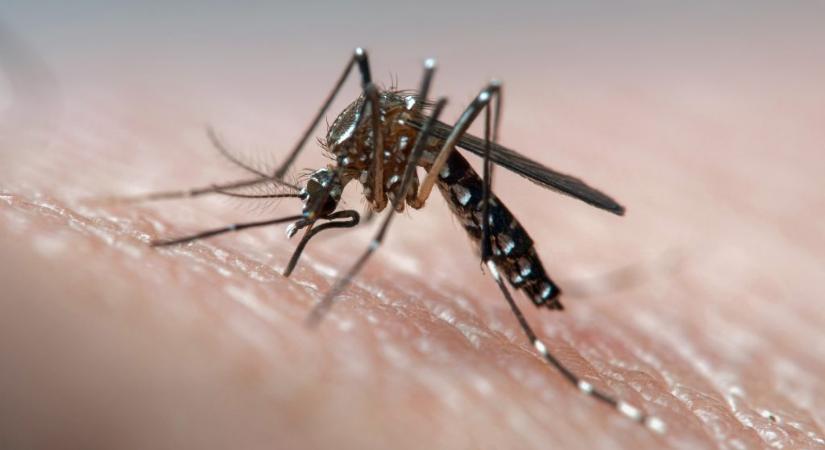 Génmódosított szúnyogokat engedtek szabadon Brazíliában