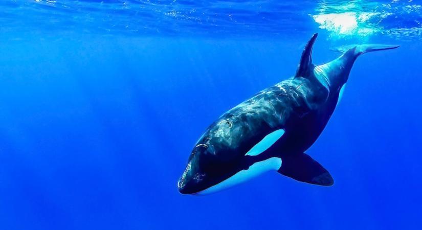 Videó: pillanatok alatt ölt meg egy fehér cápát egy kardszárnyú delfin