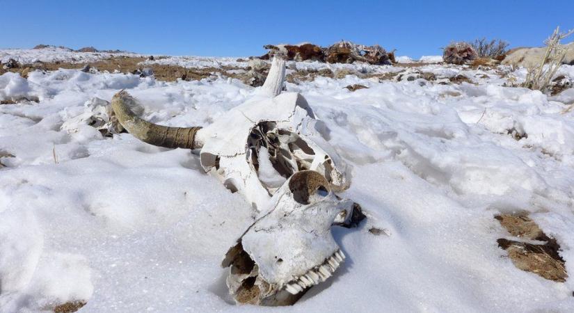 Mongóliában már közel 4 millió állat pusztult el az extrém hideg miatt
