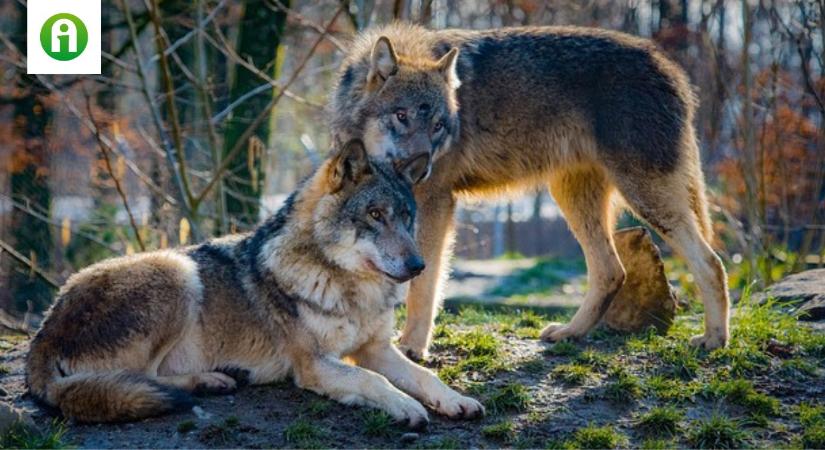 A farkasok védettségének csökkentését tervezi az EU