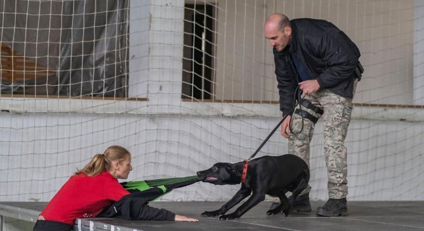 Kutyák mutatták be Bükkszéken, hogy terítenek le bűnelkövetőket