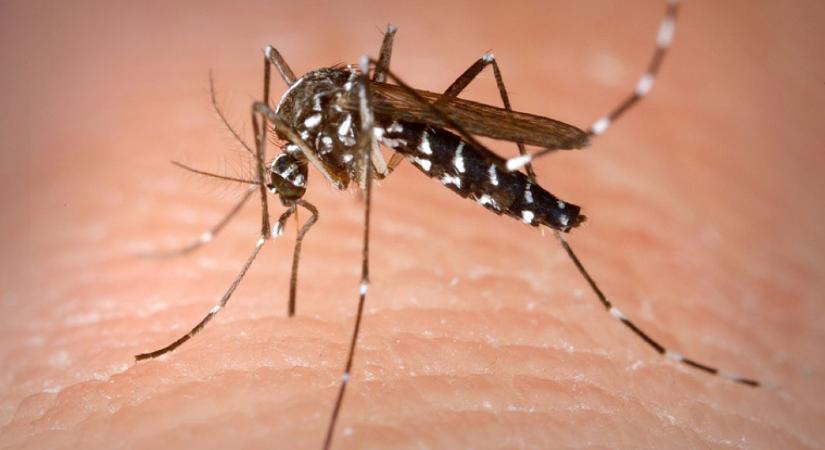 Génmódosított szúnyogokat engednek szabadon Brazíliában, hogy így szorítsák vissza a dengue-lázat