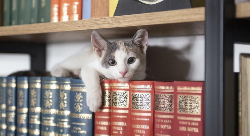 Hallottál már a könyvtári macskákról? Többen vannak, mint gondolnád