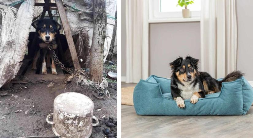 Igazi happy end: a láncról mentett magyar kutya nemzetközi reklámarc lett!
