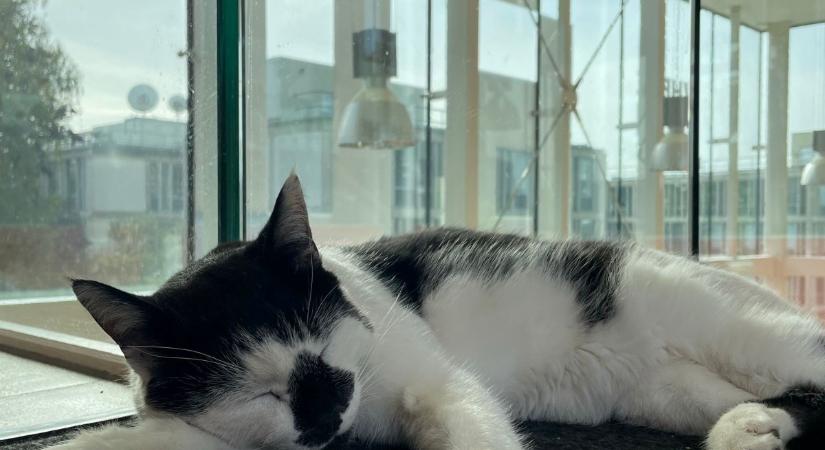 Szobrot kap Pebbles, az Essex-i Egyetem 16 éves cicája
