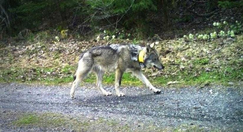 5 hetet töltött Budapesten és környékén a tavaly kilőtt svájci farkas: Biatorbágytól a Gazdagréti lakótelepen át, a Dunát átúszva jutott el Vácra