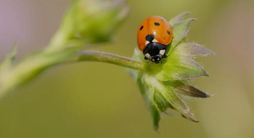 Hogyan segíthetjük elő a hasznos rovarok felszaporodását a kertben?