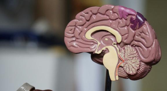 Az agy egy új MI-kutatás szerint sem lehet gendersemleges szerv