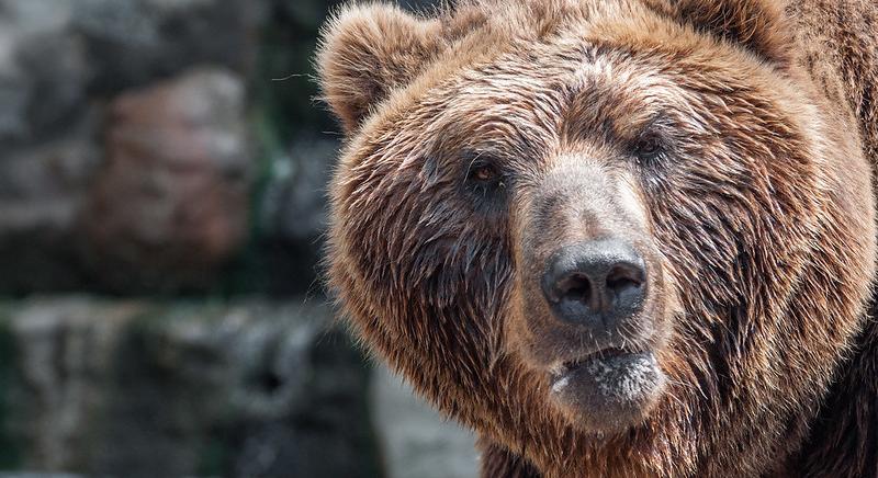 Medve harapott meg egy dán turistát Észak-Macedóniában