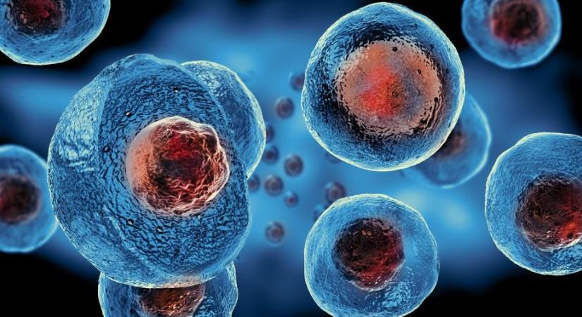 Mire jók a regenerációs sejtek?