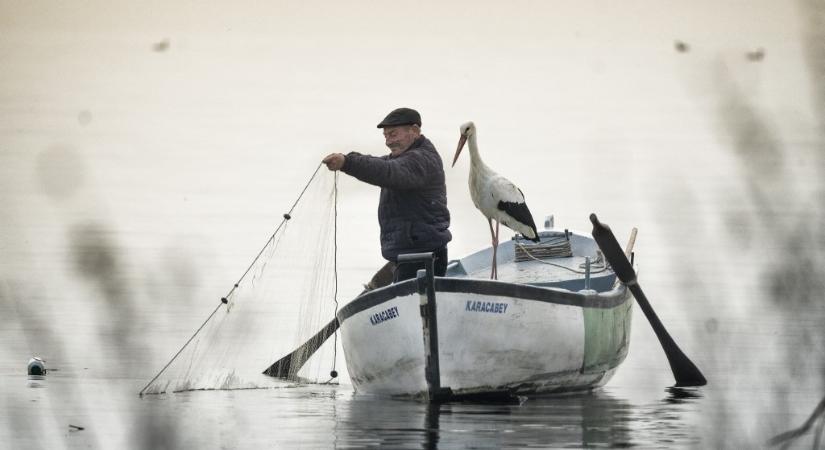 Milliók arcára csal mosolyt ez a különös barátság: 13. alkalommal repült vissza a halászhoz a gólya