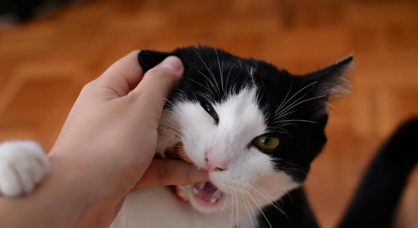 Az ember rendre félreérti a macskák „kedveskedő” jelzéseit