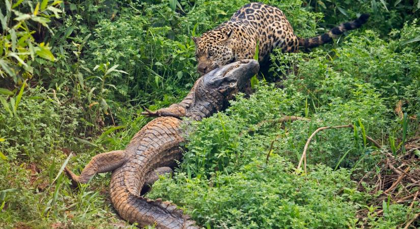 Videón mutatjuk, hogyan ejti el a jaguár a hatalmas krokodilt