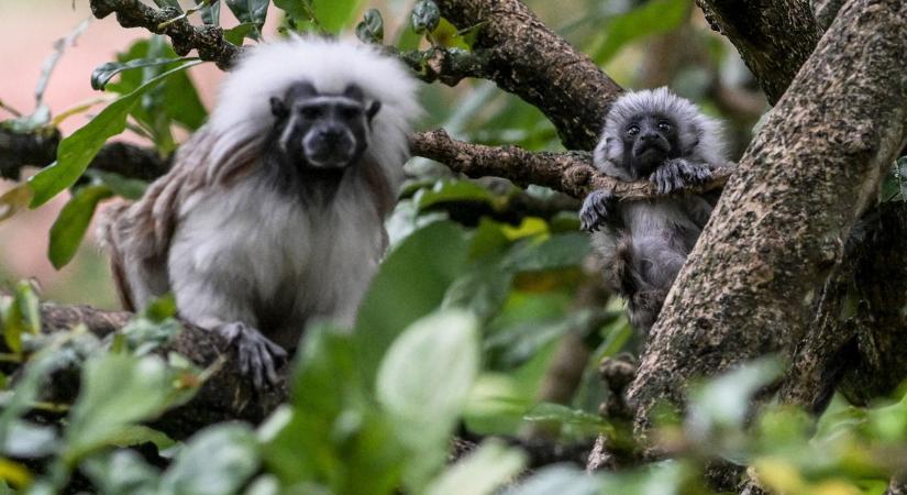 Liszt Ferencről elnevezett majmot is próbáltak csempészni Thaiföldön