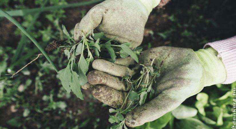 Hiányoznak a fiatal kertészek a mezőgazdaságból