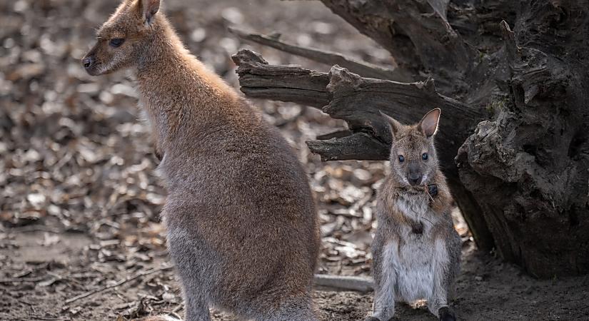 Folytatódik a bébibumm: zsebibaba cseperedik a debreceni Bennett-kenguruknál