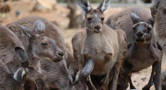 Ilyet se gyakran látni: több száz kenguru rohanta le a golfpályát