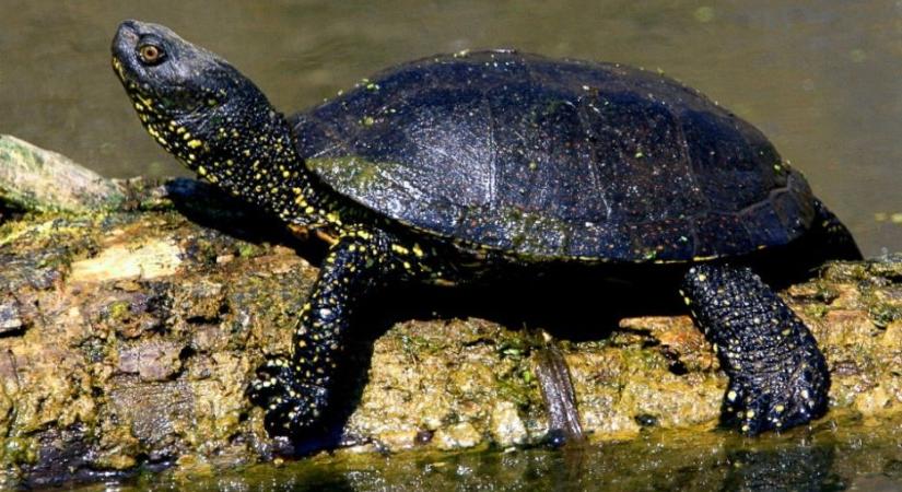 A telelő teknősök a kloákájukon át lélegeznek – vagy mégsem?