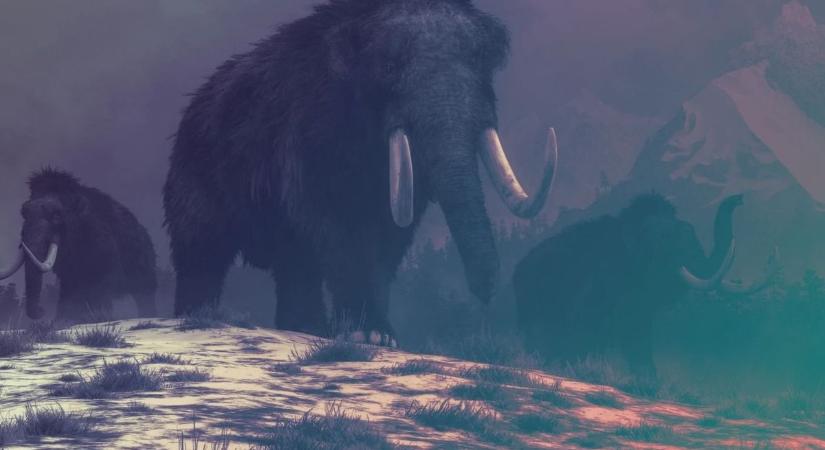 Egy biotechnológiai cég a mamut feltámasztásán dolgozik
