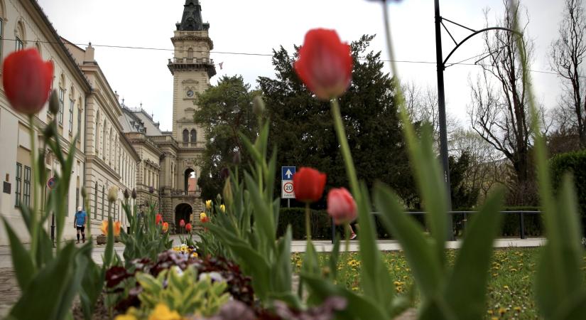 Virágosztás lesz a Kossuth téren