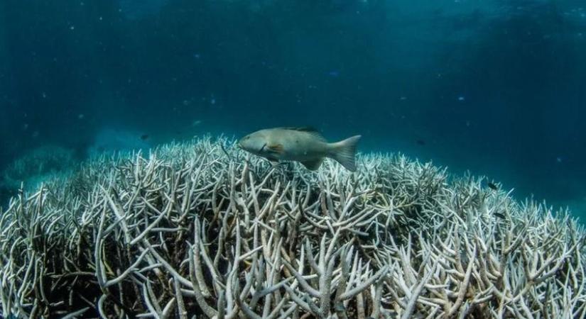 Veszélyben vannak a korallzátonyok, vészharangot kongatnak a környezetvédők