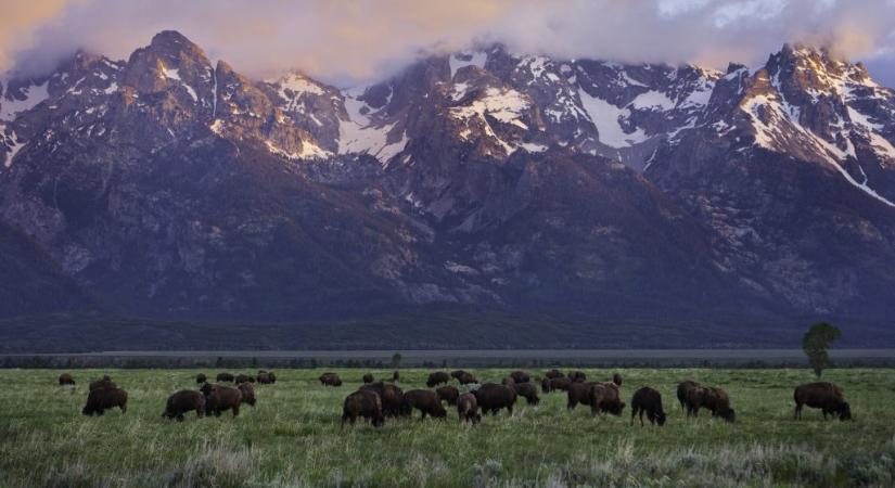 Nem a medve a Yellowstone legveszélyesebb állata