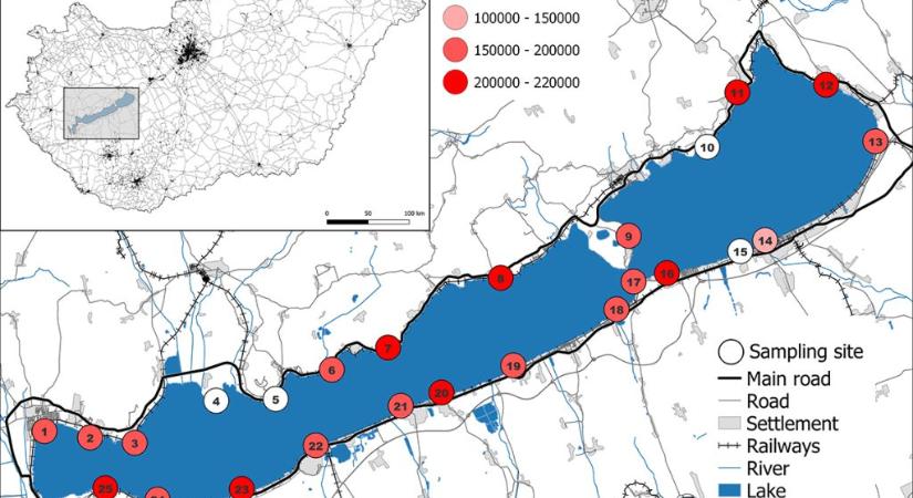 A HUN-REN BLKI kutatói a mesterséges tóparti élőhelyek hatását vizsgálták a kockás siklók egyedfejlődésére