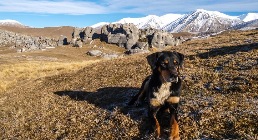 Huntaway: Új-Zéland nemzeti kutyája, akit sehol máshol a világon nem ismernek