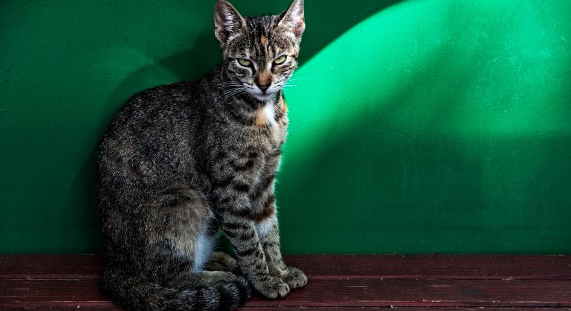 Zöld kóbor macska borzolja a kedélyeket Bulgáriában (videó)