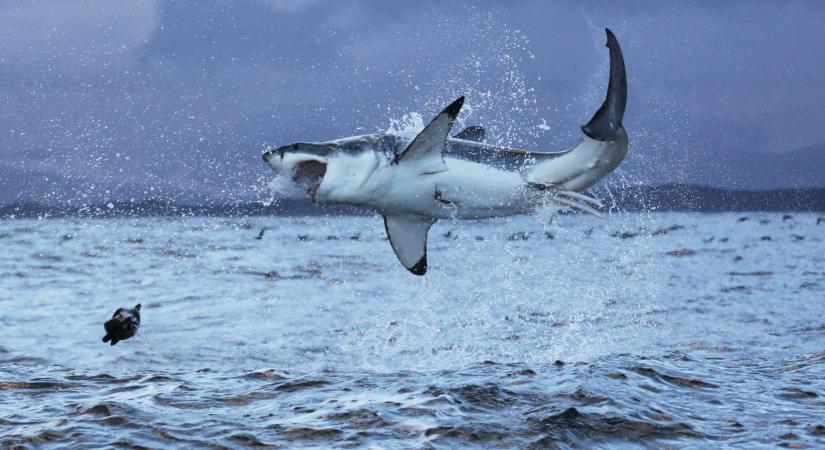 A gyilkos bálnák a nagy fehér cápára már magányosan is vadásznak