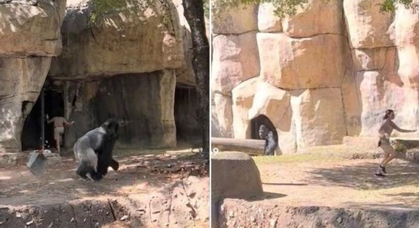 Videón, ahogy egy gorilla brutálisan rátámad a gondozóra