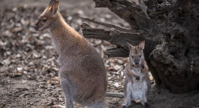 Zsebibaba lapul az egyik debreceni kenguru erszényében