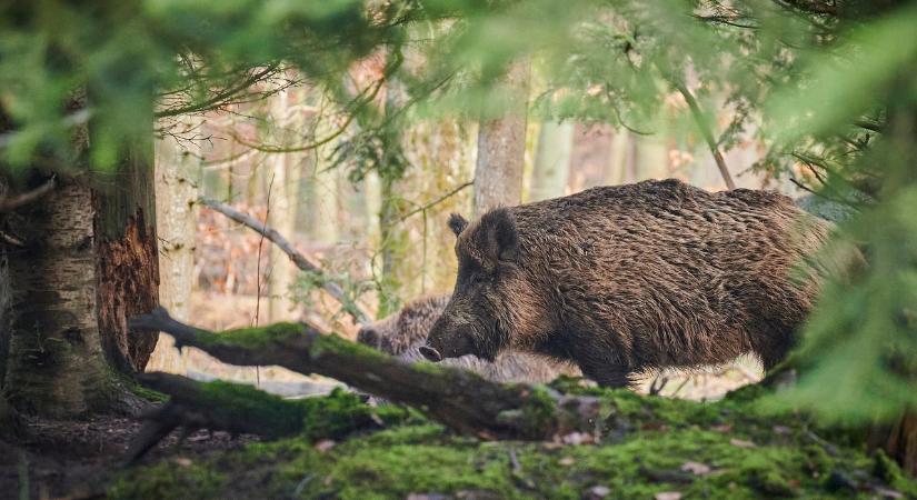 Hatvan vaddisznót ejtettek el Szigligeten a belterületi károk miatt