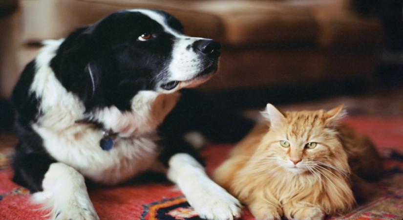 Miért olyan különbözőek a kutyafajták a macskákkal ellentétben?