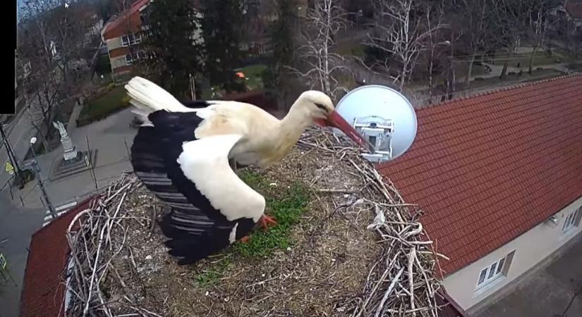 Fészekfoglalás élőben: Kocsérra is megérkezett az első gólya – videóval