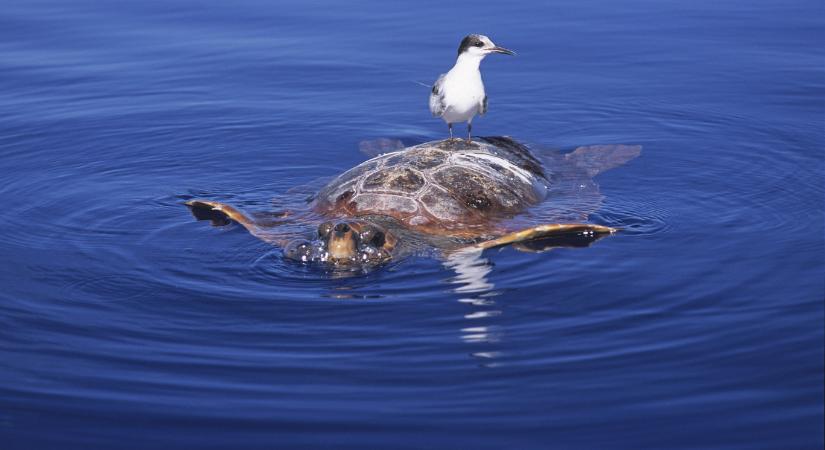 Nyolc gyerek halt meg miután tengeri teknőst ettek Zanzibárban