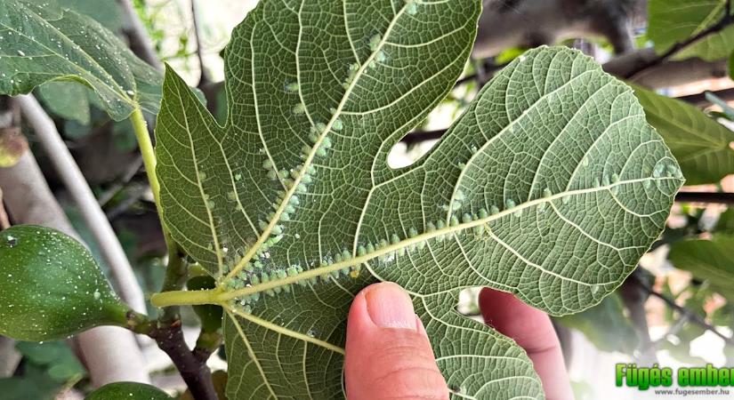 Kell-e a fügét permetezni, avagy a füge növényvédelme – biokertészkedés