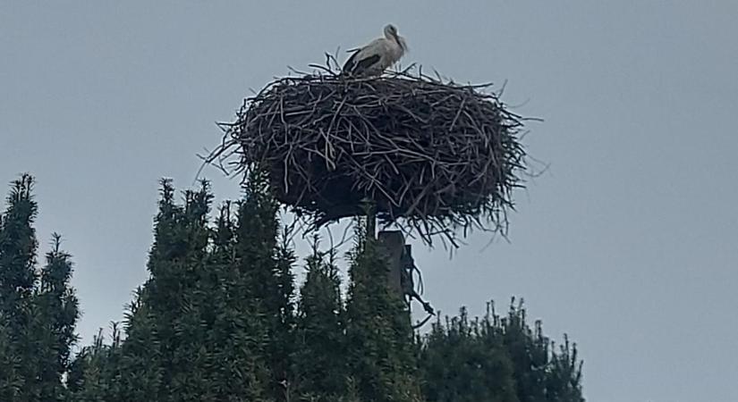 Az első gólya Tokajban (videó)