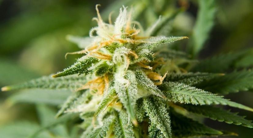 Kannabiszt ültettek a pusztaföldvári kukoricaföldre, marihuána lett belőle