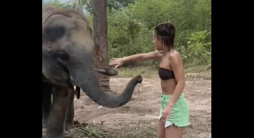 Odament a lány az elefánthoz, de erre nem számított - videó