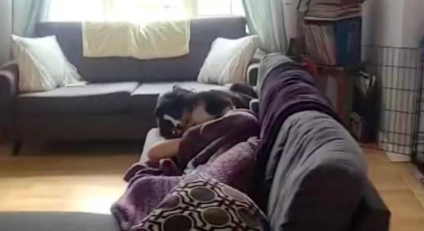 Szunyókálni akart a férfi: amit a kutyusa ezután tesz, megolvasztja a szíveket - Videó