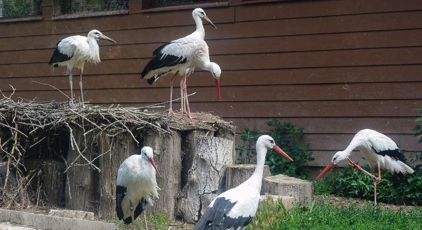 20 éve nem láttak ilyet a Sárréten! – fehér gólyák gyűrűjében bújt meg a nagy madár