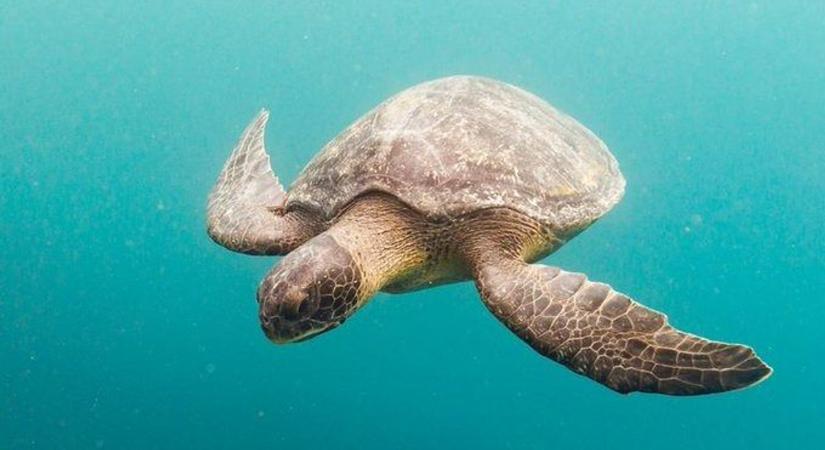 Több gyerek is meghalt a népszerű turistaparadicsomban, mert teknőshúst ettek