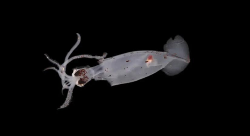 Több mint száz új tengeri fajt fedeztek fel Új-Zélandnál