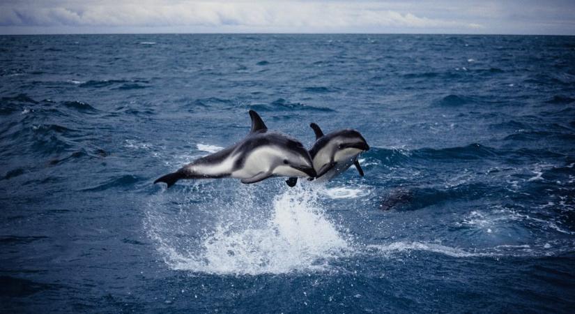Nem értik egymást az új-zélandi delfinek az akcentus miatt