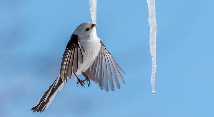 Így iszik jégcsapból egy késésben lévő madár