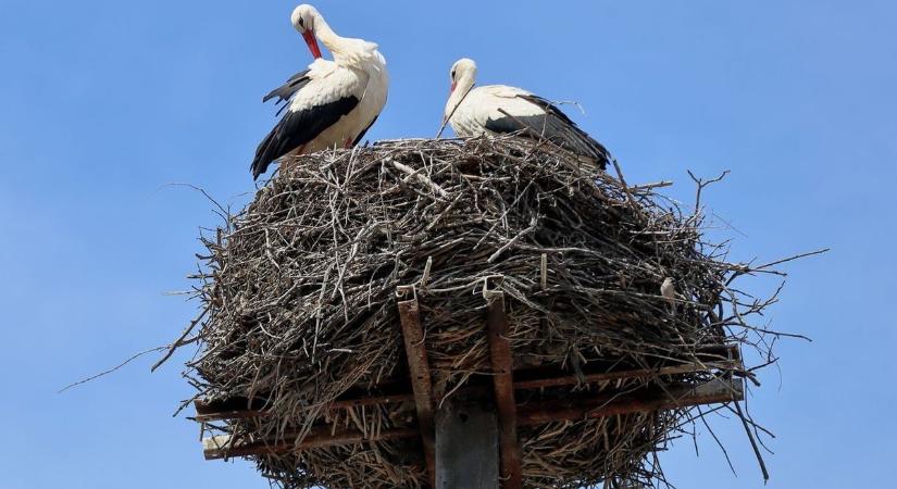 Hogy találnak haza a gólyák és tényleg mindig Afrikába mennek?