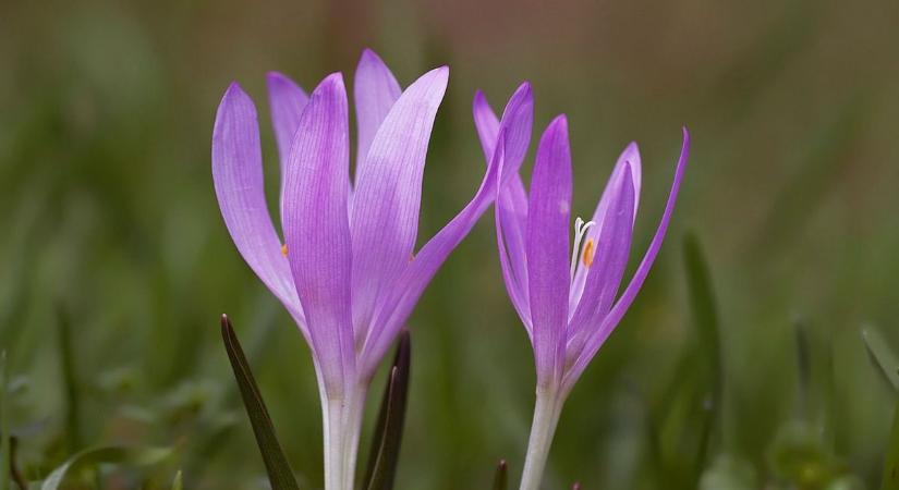 Rekordközeli virágzás az egyhajúvirágosban Hortobágyon